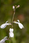 White lobelia